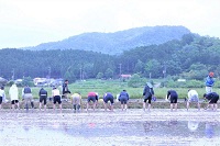 実践農学入門【第2回（実習第1回）】地域の方と交流し、田植えをしました！